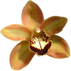 Cymbidium Charly Brown 80cm