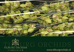 Cymbidium Mrs. Robin Hood 80cm