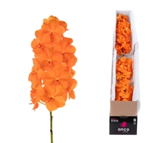 Vanda Princess Orange 15cm 4cm Hd