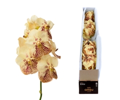 Vanda Yellow Henna 20cm 11cm Hd