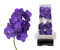 Vanda Tayanee Blue 20cm 6cm Hd