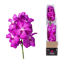 Vanda Magic Pink 25cm 10cm Hd