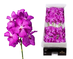 Vanda Magic Pink 25cm 10cm Hd