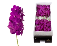 Vanda Raspberry Cerise 25cm 10cm Hd