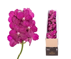 Vanda Magic Fuchsia 25cm 11cm Hd