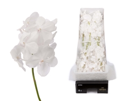 Vanda Tayanee Diamond White 20cm 6cm Hd