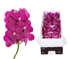 Vanda Magic Fuchsia 25cm 11cm Hd