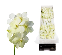 Vanda Tayanee White 20cm 6cm Hd