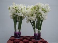 Lathyrus Winter Sunshine White 40cm