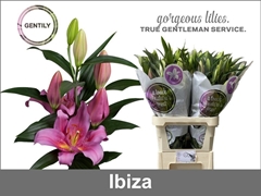 Lily Oriental Ibiza 80cm 3+