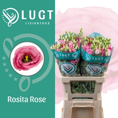 Eustoma Double Rosita Rose Pink 70cm