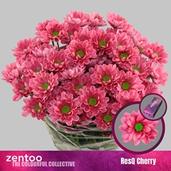 Chrysanth Spray Resq Cherry 70cm 90gr.