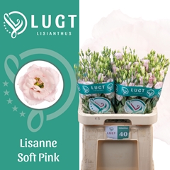 Eustoma Double Lisanne Soft Pink 70cm
