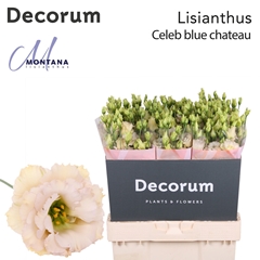Eustoma Double Blue Chateau 70cm