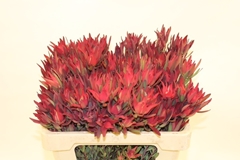 Leucadendron Salignum Blush 50cm Spray