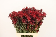 Leucadendron Salignum Blush 70cm Spray