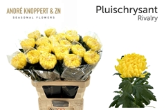 Chrysanth Single Rivalry 80cm 130gr.