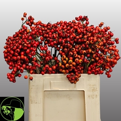 Rosa Mandarin Hiphop 60cm