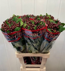 Hypericum Globo Burgundy 70cm