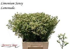 Limonium Sinense Sensy Lemonade 70cm 15gr.