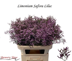 Limonium Safora Lilac 80cm 40gr.