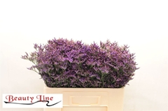 Limonium Safora Dark Blue 50cm 15gr.