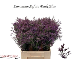 Limonium Safora Dark Blue 70cm 35gr.