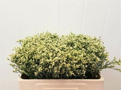 Limonium Sinense Sensy Lemonade 50cm 10gr.