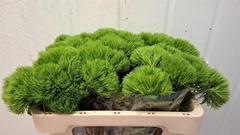 Dianthus Barb Trigreen Xl 50cm