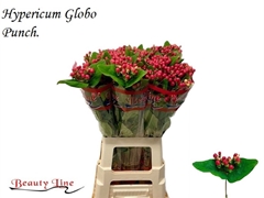 Hypericum Globo Punch 70cm
