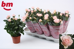Rosa Pink Beau Monde 12Ø 25cm