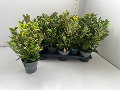 Euonymus Aureus 13Ø 35cm