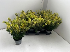 Euonymus Microphyllus Aureovariegatus 13Ø 35cm