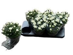 Chrysanth Mount Gerlach 15Ø 28cm