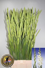 Gladiolus Serena 105cm 200gr.