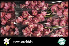 Cymbidium Pink Royal 60cm