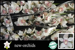 Cymbidium Mrs. Sugar Lee 60cm
