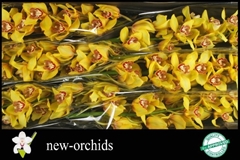 Cymbidium La Vie Stella 80cm