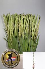 Gladiolus Adrenalin 105cm 170gr.