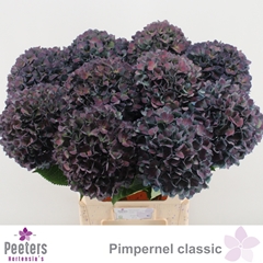 Hydrangea Pimpernel Classic 80cm 21-23cm Hd
