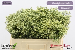 Limonium Sinense Sensy Lemonade 50cm 10gr.