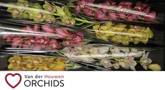 Cymbidium Mix 70cm