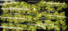 Cymbidium Bonyoni 80cm