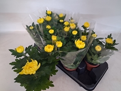 Chrysanth Cosmo Yellow 12Ø 30cm