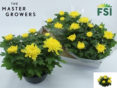Chrysanth Cosmo Yellow 23Ø 32cm