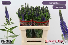 Veronica Longifolia Skyler Blue 55cm