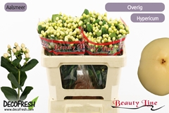 Hypericum Brisk Vanilla 50cm