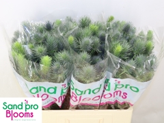 Eryngium Alpinum Pacific Blue Sky 60cm