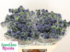 Eryngium Magical Grand Lagoon 70cm