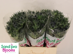 Eryngium Planum Magical Blue Lagoon 60cm